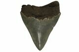 Serrated, Fossil Megalodon Tooth #186680-2